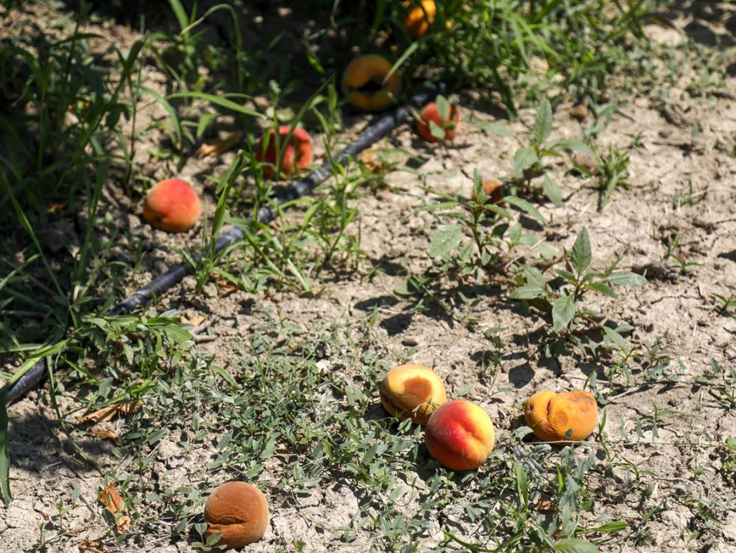 Meyve bahçesine giren üretici gözyaşlarını tutamadı! Tonlarca meyvenin çürüme nedeni şaşırttı 4